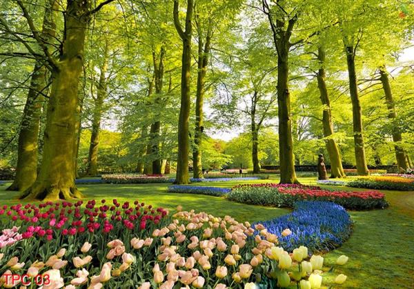 Tranh phong cảnh TPC 03